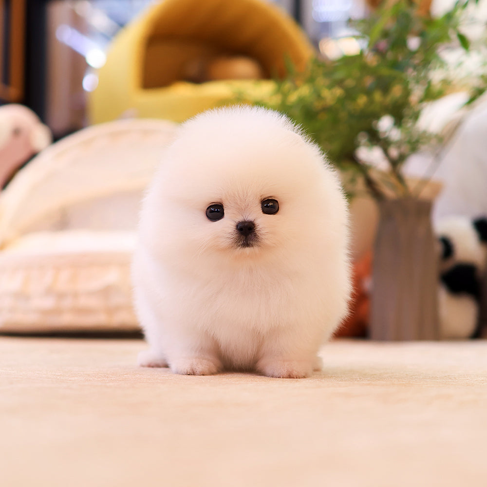 Pomeranian - Pomi (Female) $3000