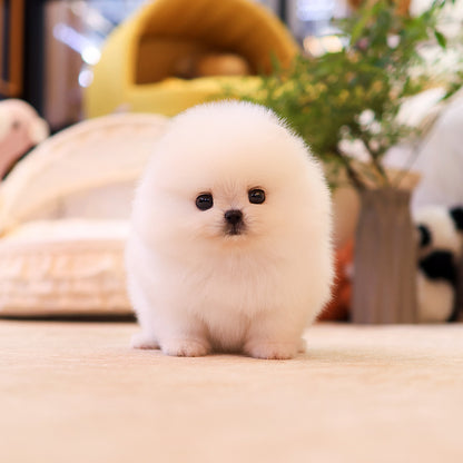 Pomeranian - Pomi (Female) $3000