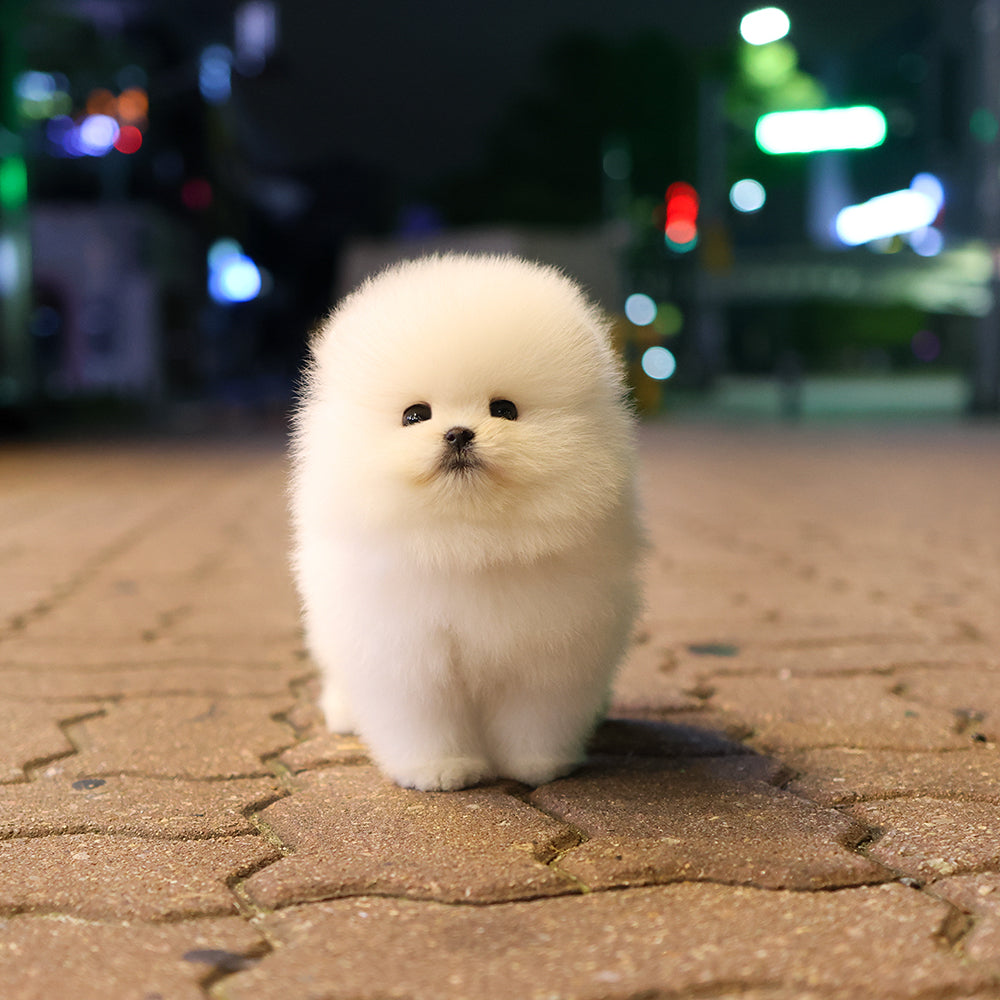 Pomeranian - Darong (Female) $4400
