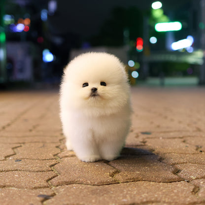 Pomeranian - Darong (Female) $4400