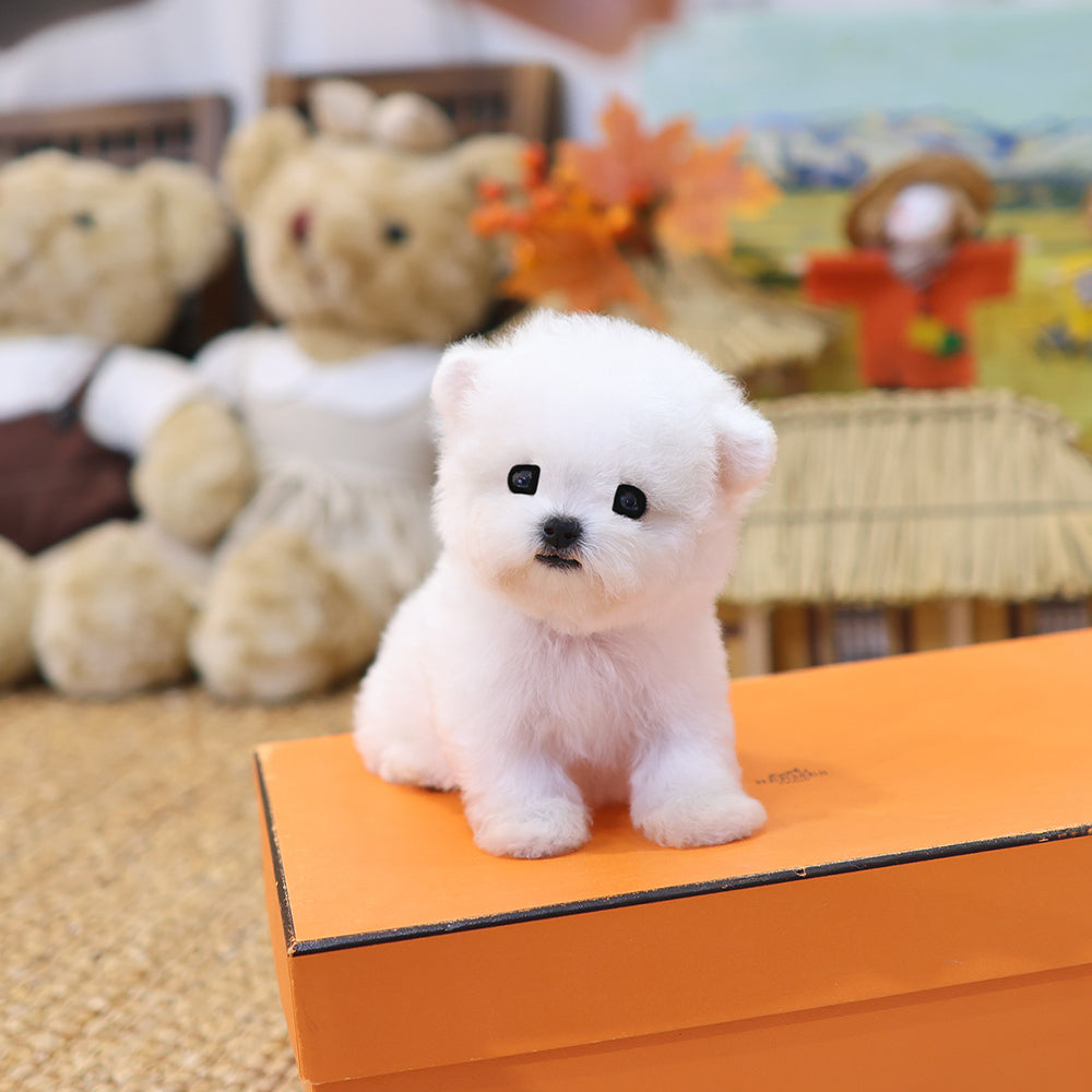 Bichon Frise - Kkumang (Female) $4500