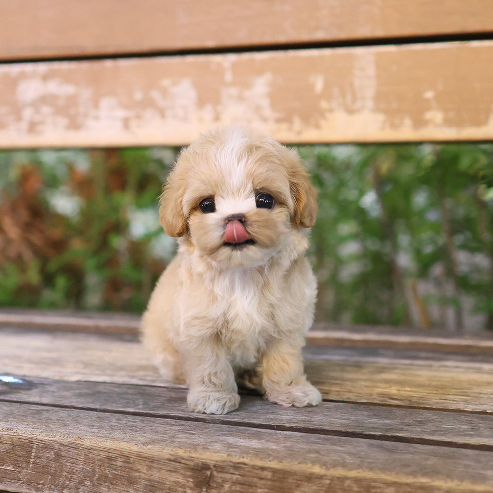 Maltipoo - Tori (Female)$3000