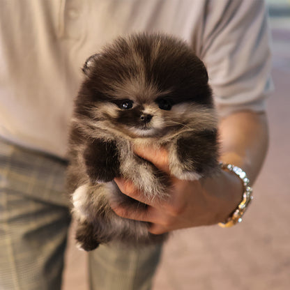 Pomeranian - Jero (Female) $4000