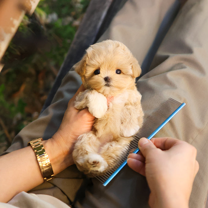 Maltipoo - Allok (Female) $2300