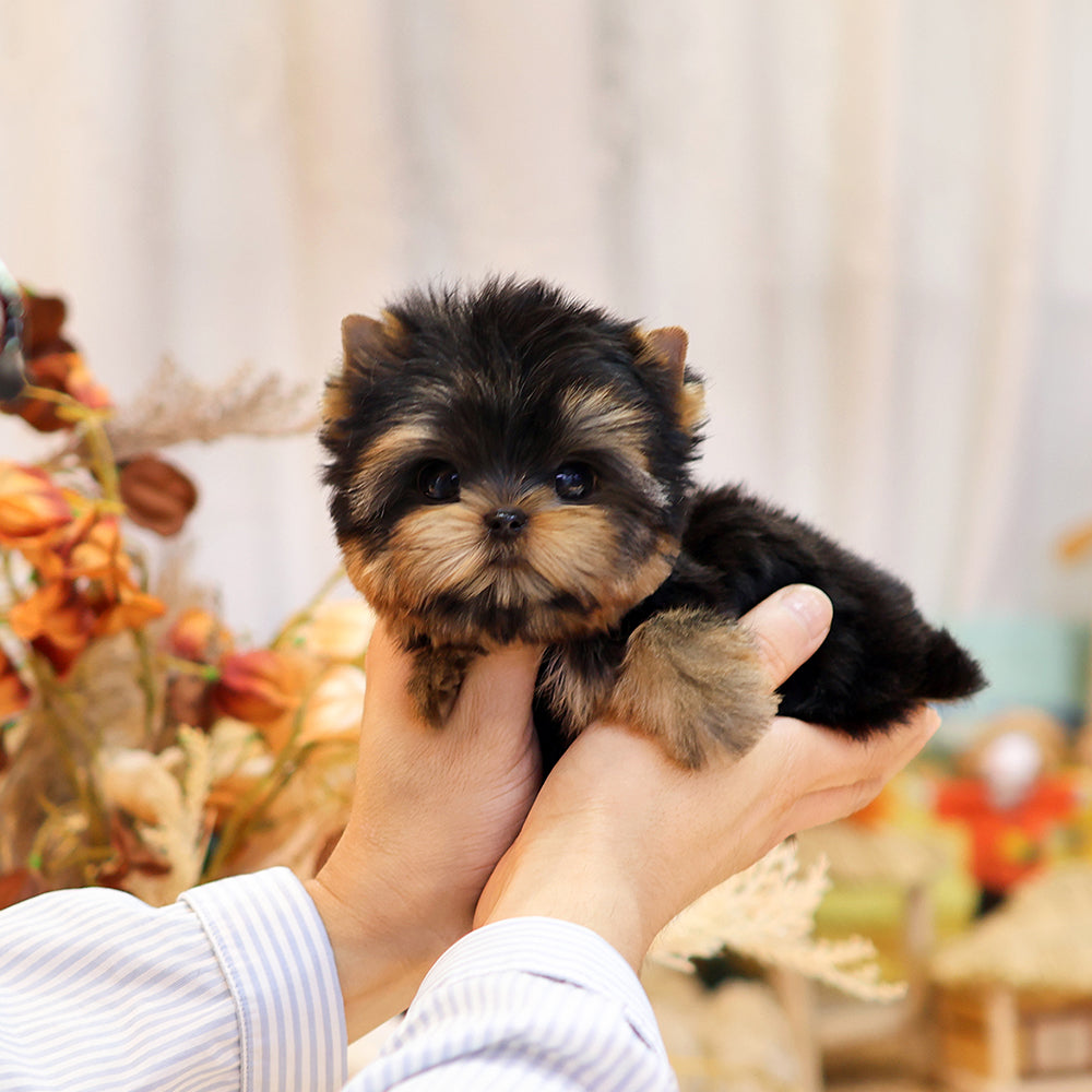 Yorkshire Terrier - Mollang (Female) $5700