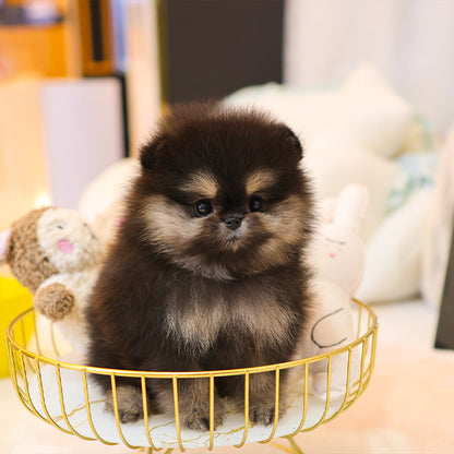 Pomeranian - Mari (Female)