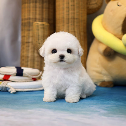 Bichon Frise - Jandi (Female) $2800