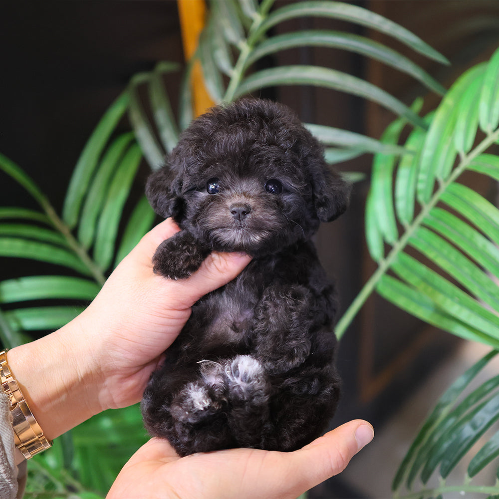 Poodle - Luna (Male) $3000