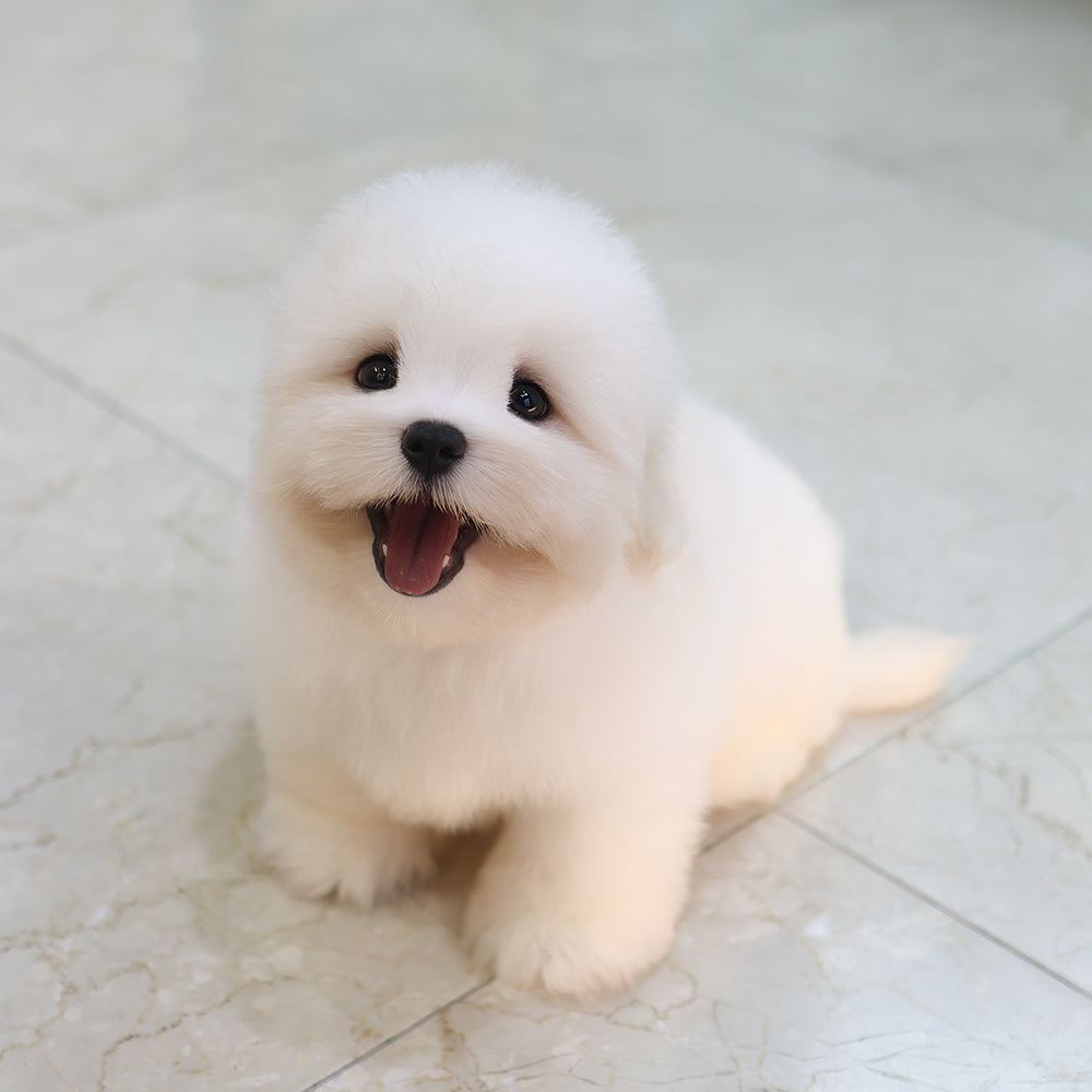 Coton De Tulear - Popi (Male) $6800