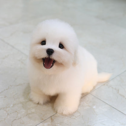 Coton De Tulear - Popi (Male) $6800