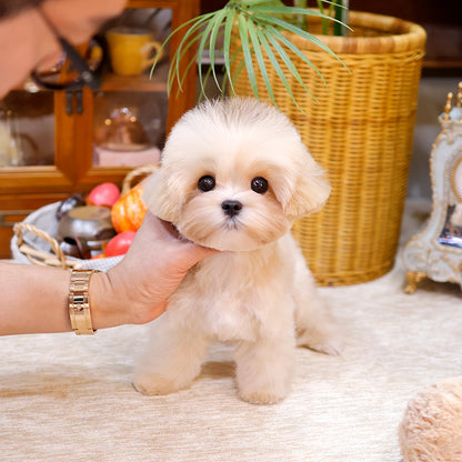 Maltipoo - Ppotu (Male) $2200