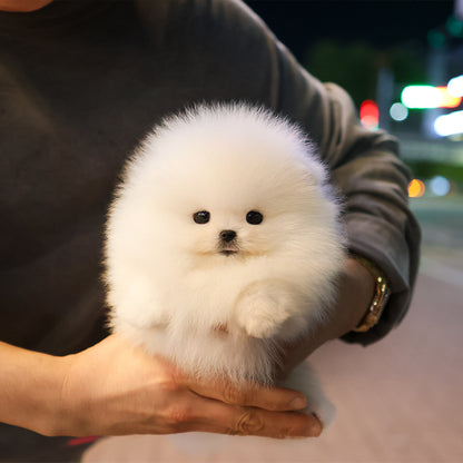 Pomeranian - Jjeopjjeop (Male) $5000