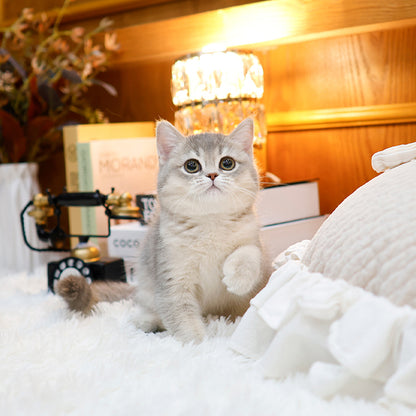 British Shorthair - Syuga (Female)