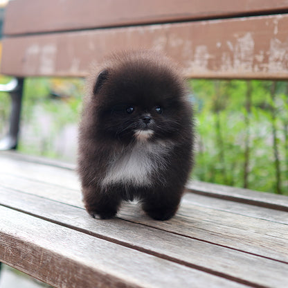 Pomeranian - Rachi (Female)