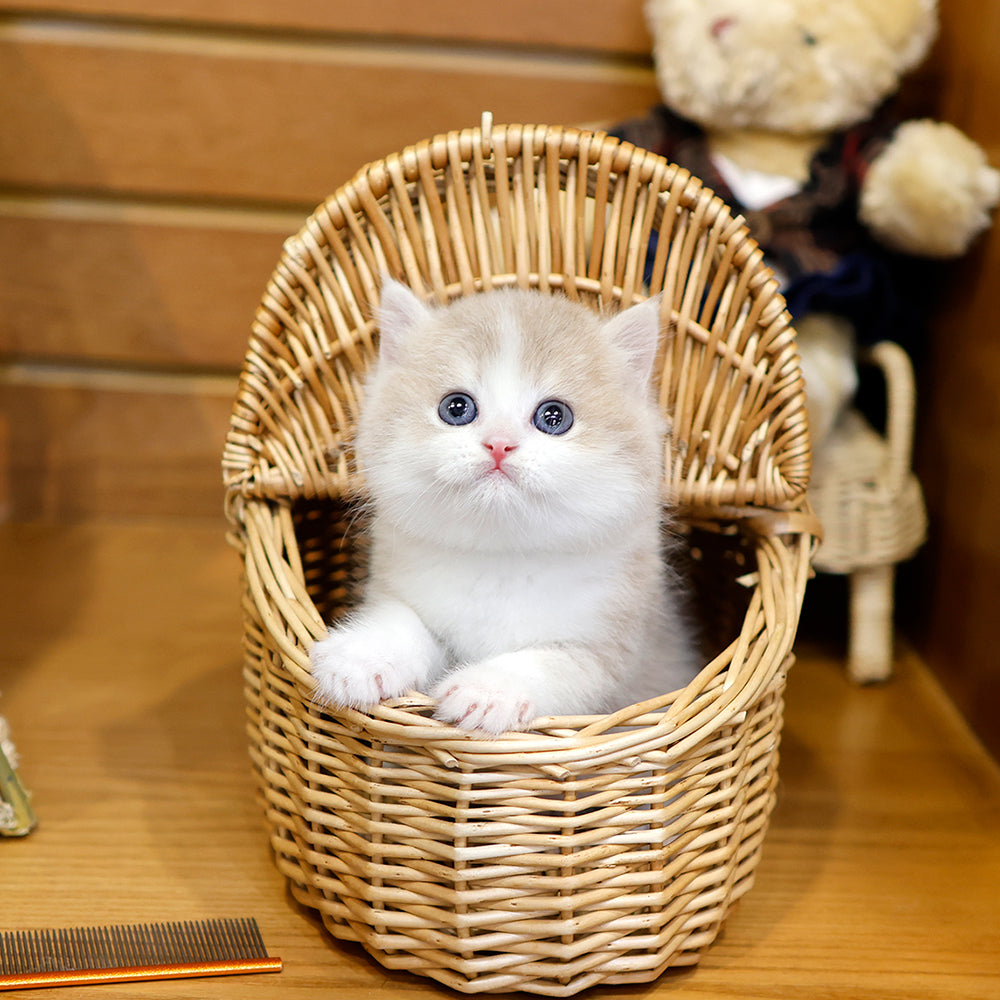 British Shorthair - Dongki (Male) $2400
