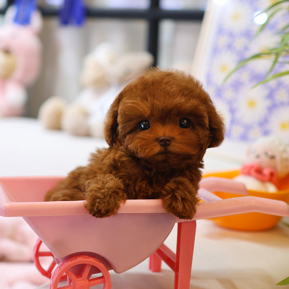Poodle - Mara (Female) $2800
