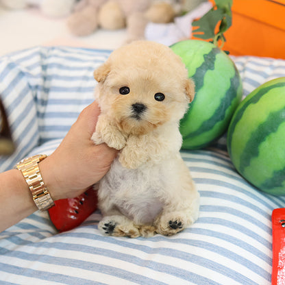 Poodle - Gamja (Female)
