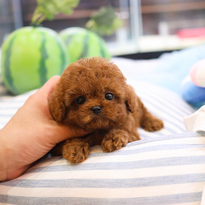 Poodle - Kuri (Male)