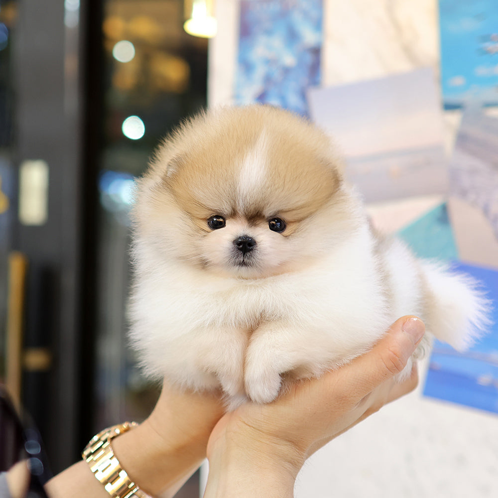 Pomeranian -Kkongji (Female) $3800