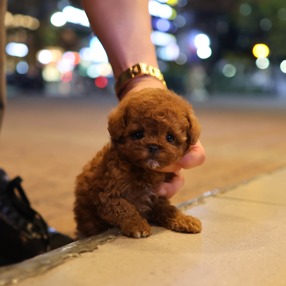 Poodle - Ttori (Female) $2500