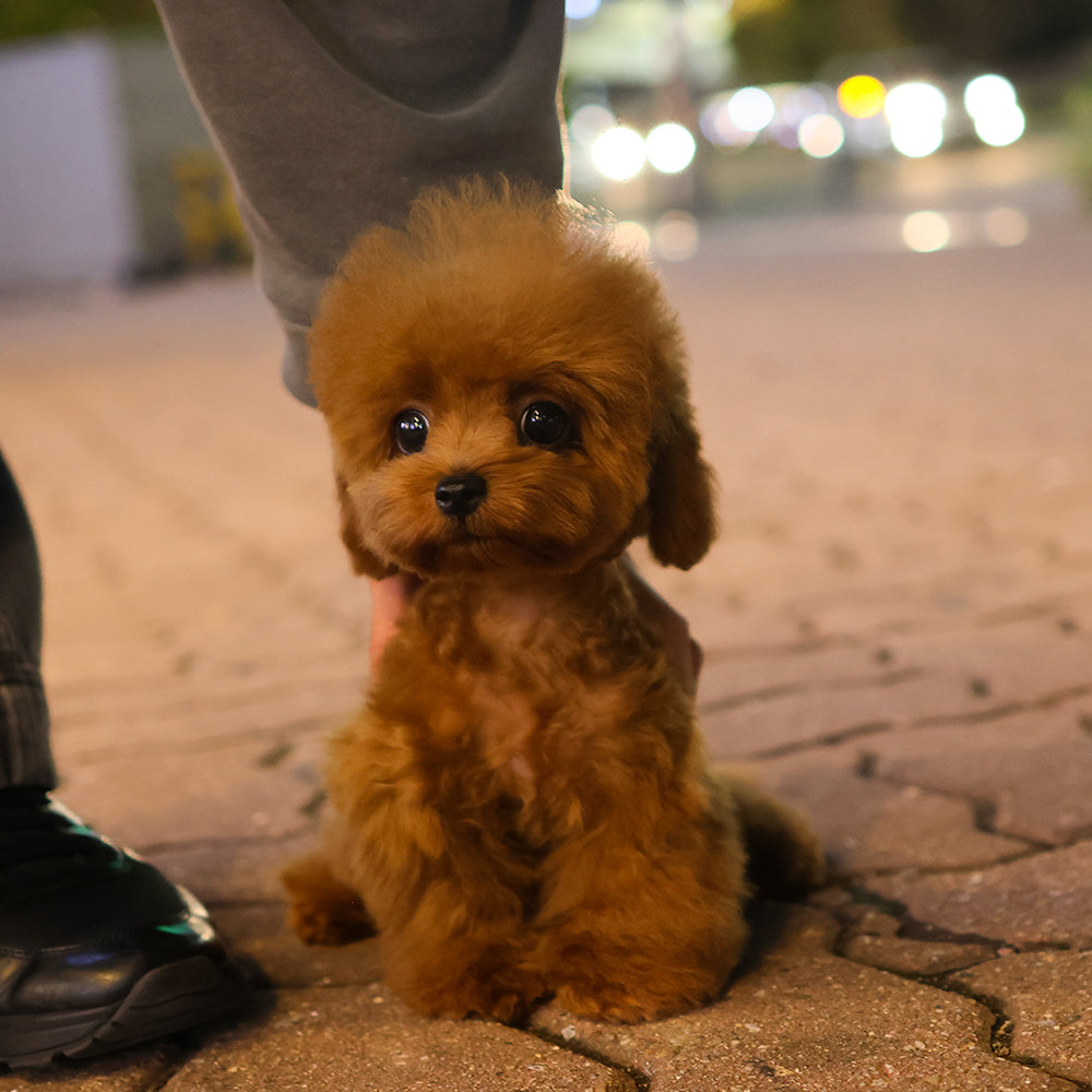 Poodle - Kkoma (Female) $3000