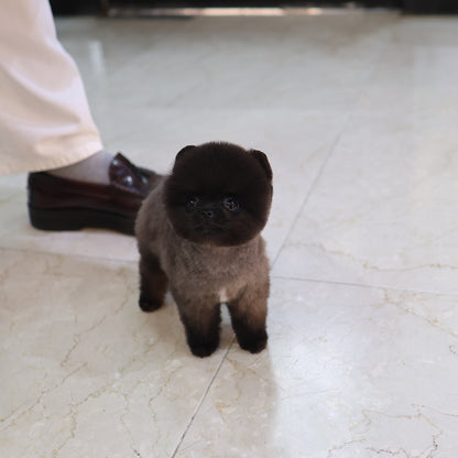 Pomeranian - Pungcha (Male)