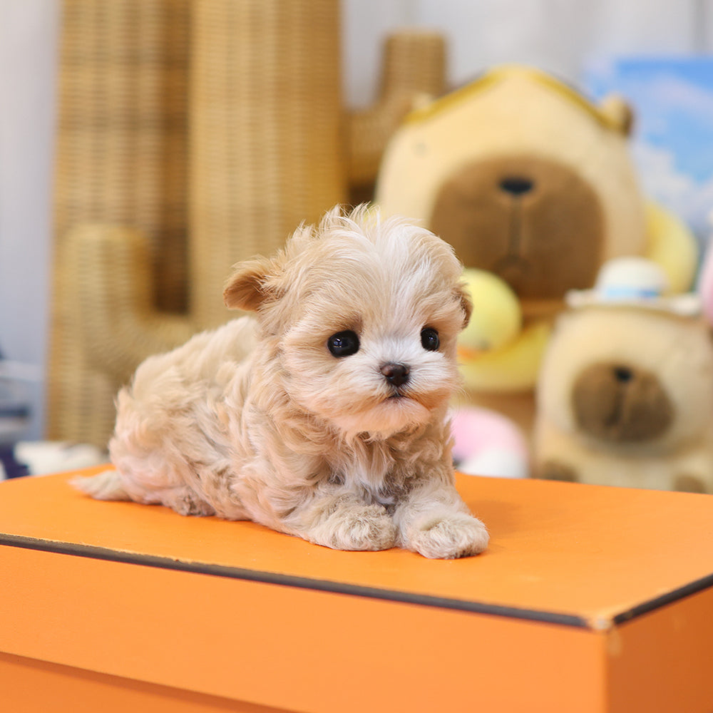 Maltipoo - Darong (Female) $3500