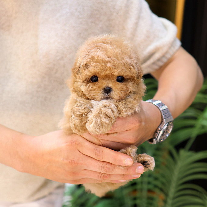 Maltipoo - Gwaja (Female)