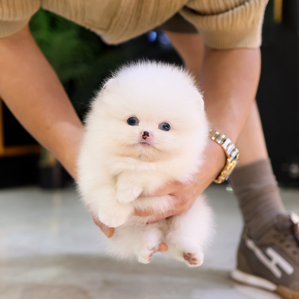 Pomeranian - Reon (Male) $4200