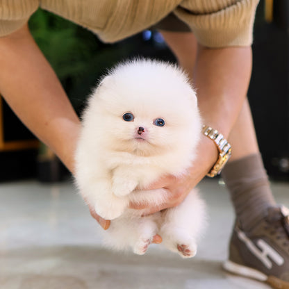 Pomeranian - Reon (Male) $4200