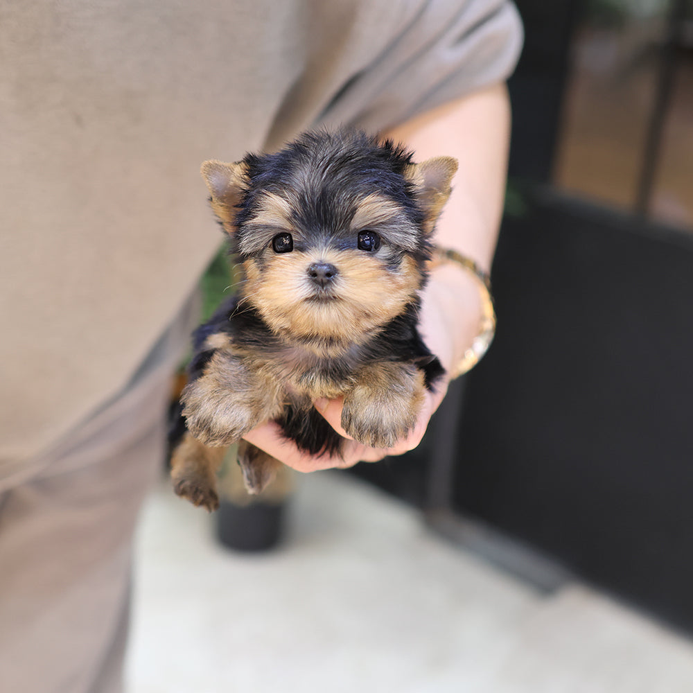 Yorkshire Terrier - Hamong (Female) $3000