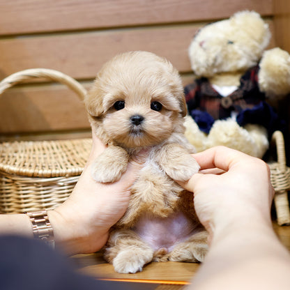 Maltipoo - Saida (Female) $2300