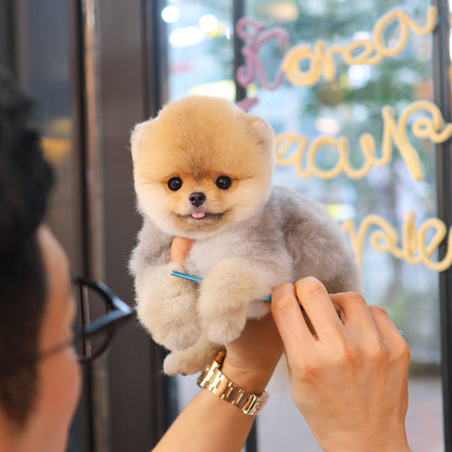 Pomeranian - Lubong (Male) $2300