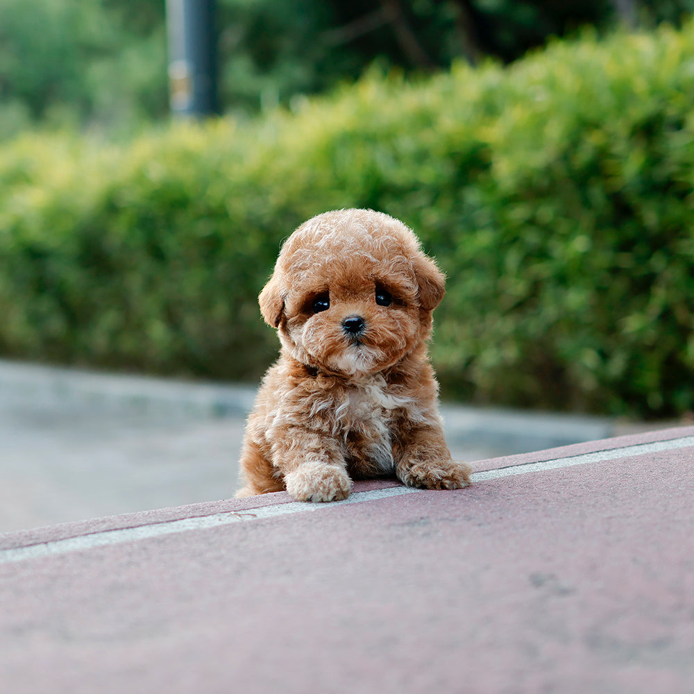 Poodle - Oing (Female) $2500