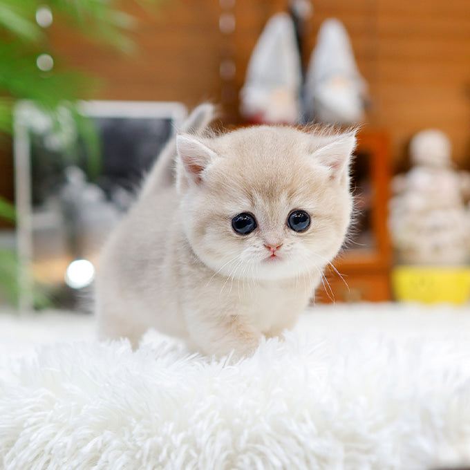 British Shorthair - Masi (Male)
