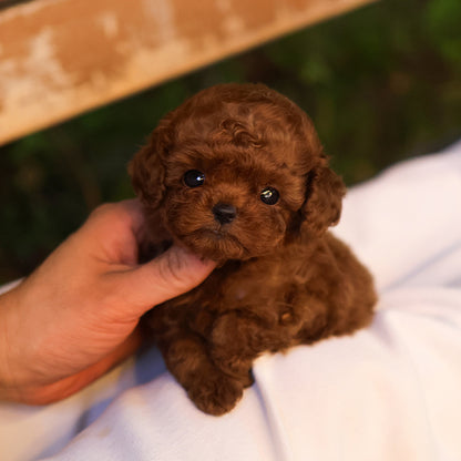 Poodle - Danggo (Female)