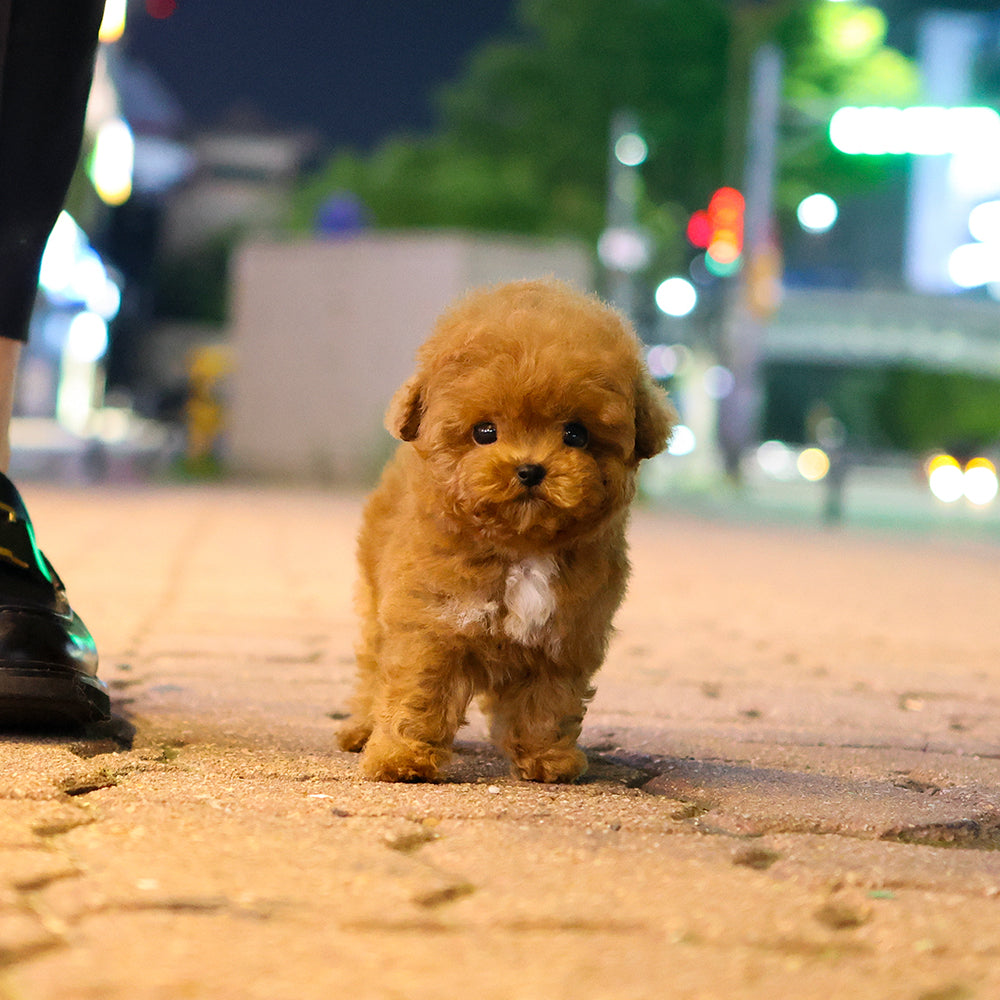 Poodle - Yeondubu (Male) $4800