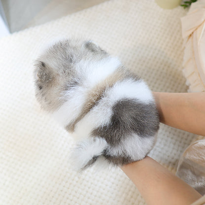 Pomeranian - Chaechae (Male)