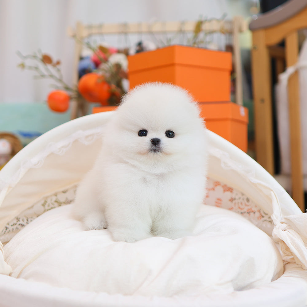 Pomeranian - Moelle ( Female) $5200