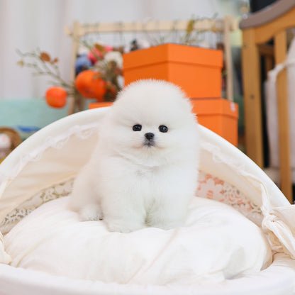 Pomeranian - Moelle ( Female) $5200