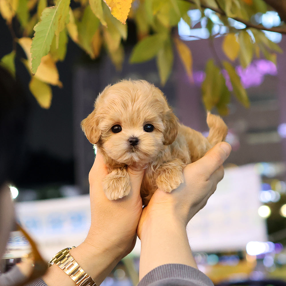 Maltipoo - Muhwagwa (Female) $2300