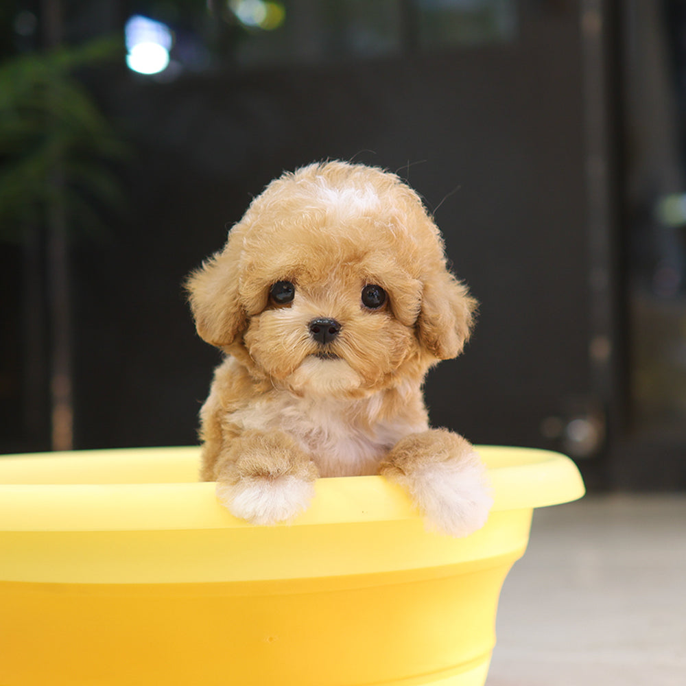 Poodle - Ajji (Female) $4200