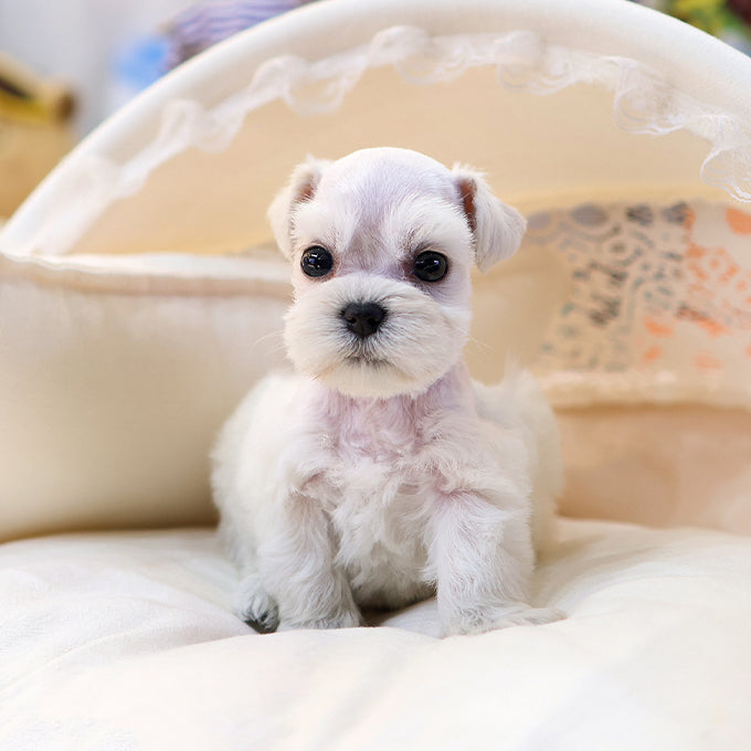 Schnauzer - Ijeong (Male) $3000