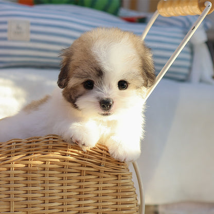 Coton De Tulear - Taetae (Male)
