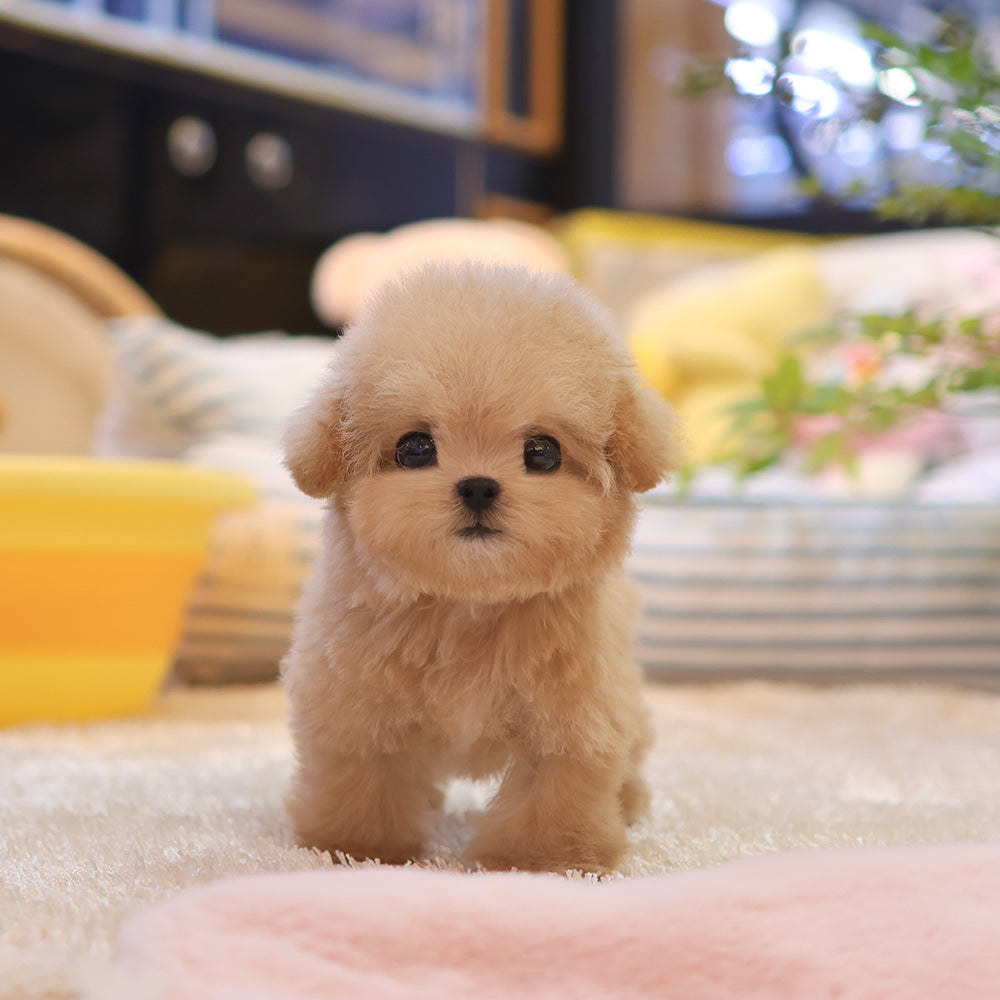 Poodle - Mio (Female) $4300