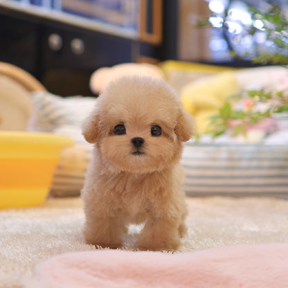 Poodle - Mio (Female) $4300