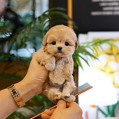 Maltipoo - Sunjji (Female)