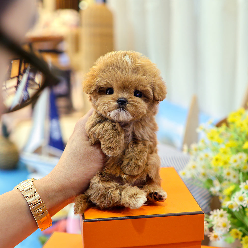 Maltipoo - Jjapa (Male) $4000