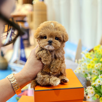 Maltipoo - Jjapa (Male) $4000