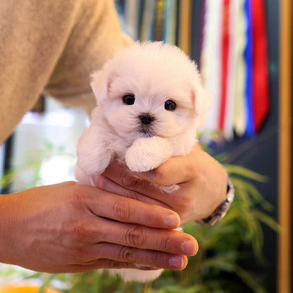 Maltese - Gyeongdan (Male)